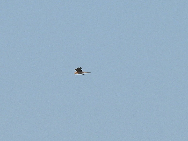 Busard pâle - ML643336114