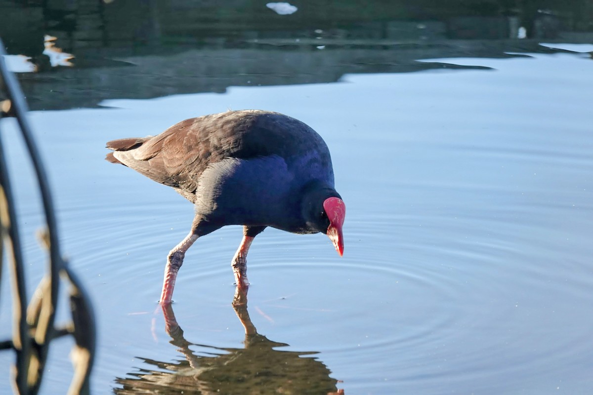 Dusky Moorhen - ML643336121