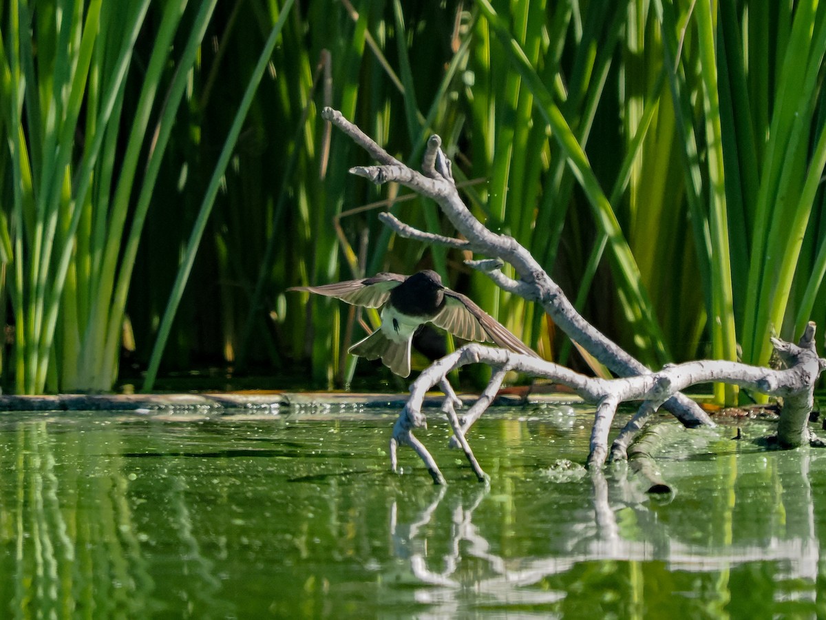 Black Phoebe - ML643336198