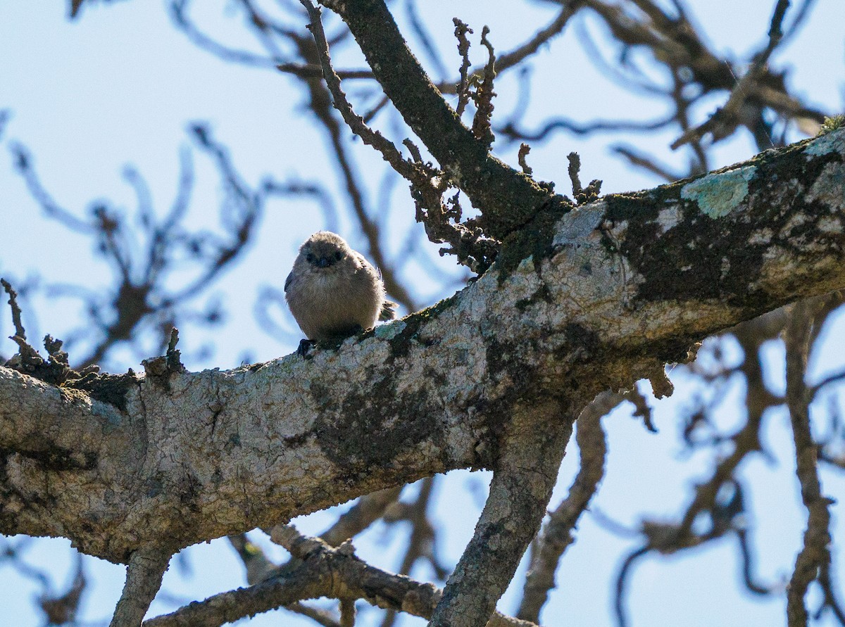 Bushtit - ML643336208