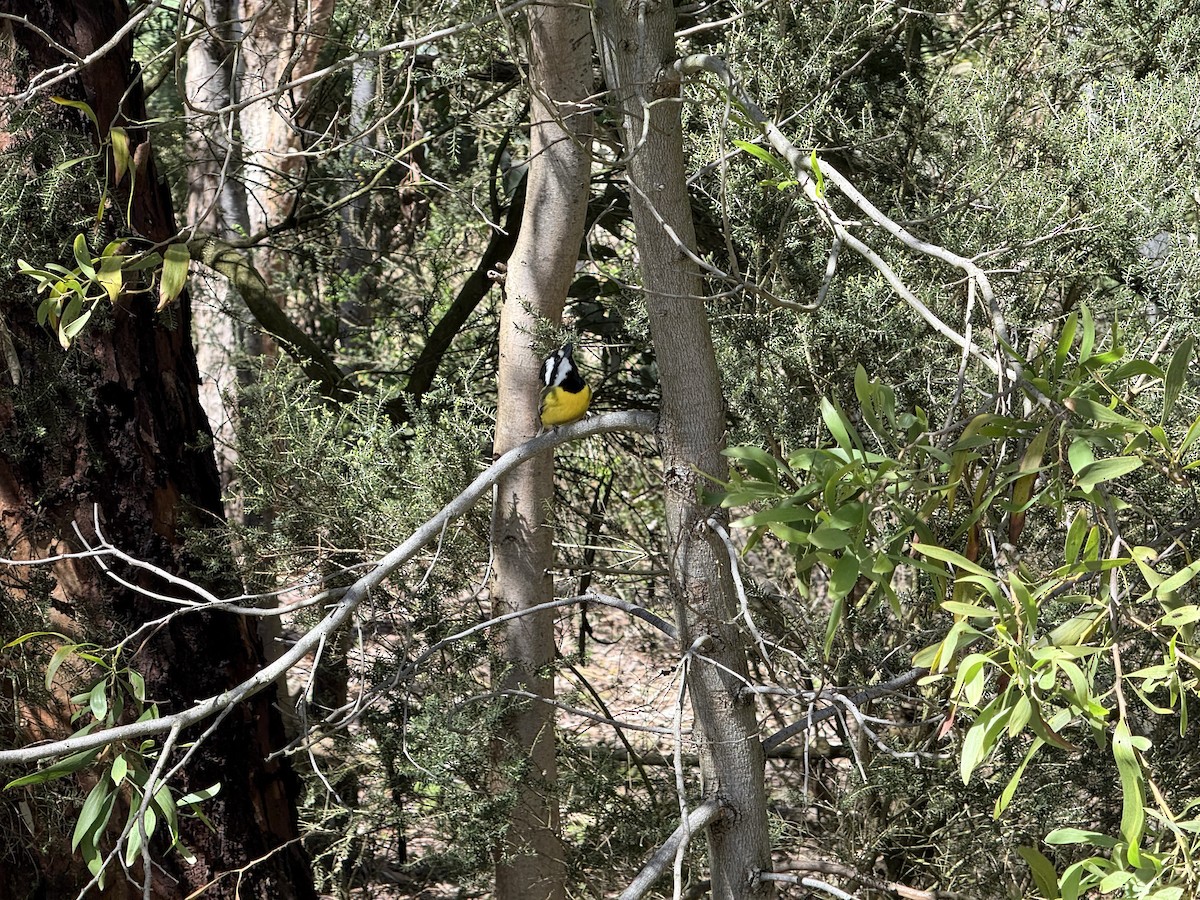 Eastern Shrike-tit - ML643336211