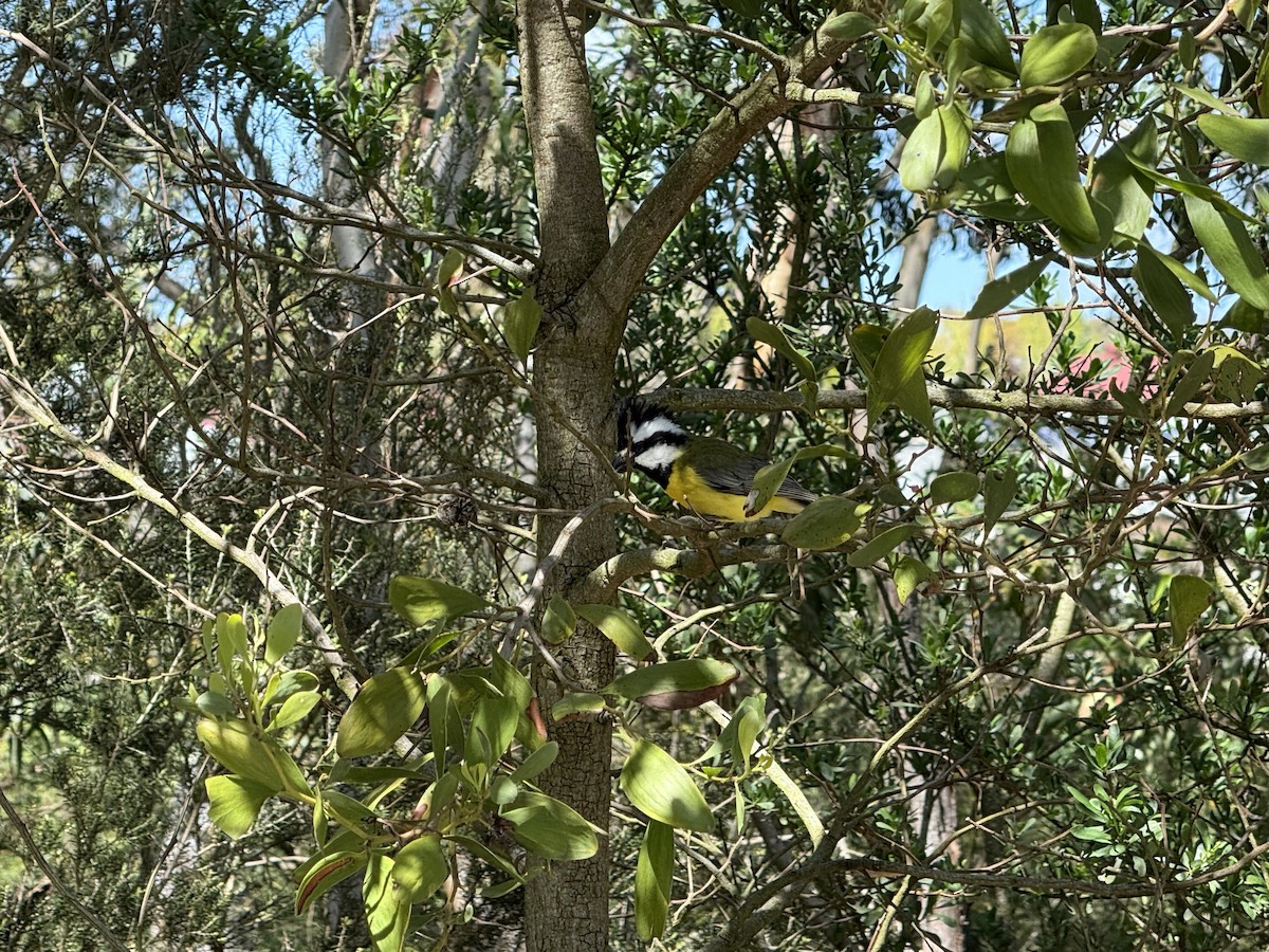 Eastern Shrike-tit - ML643336212