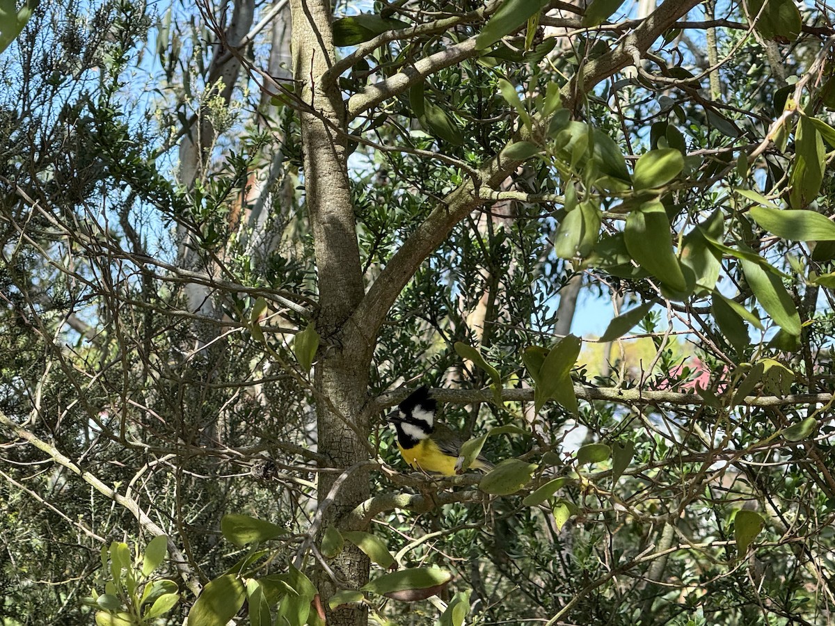 Eastern Shrike-tit - ML643336213
