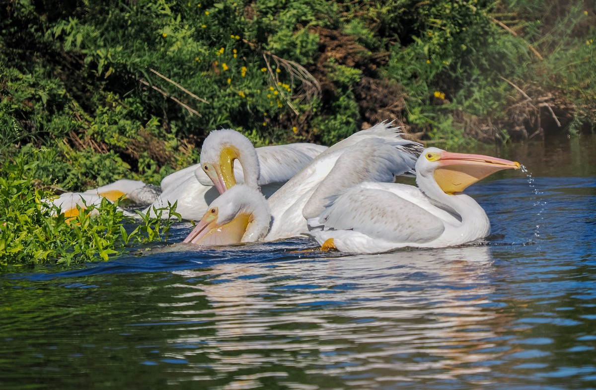 American White Pelican - ML643336218