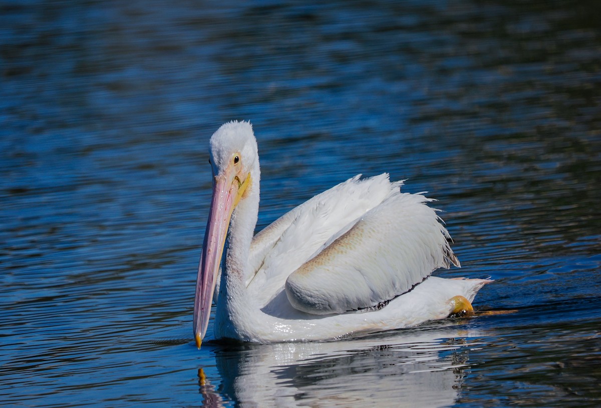 American White Pelican - ML643336219