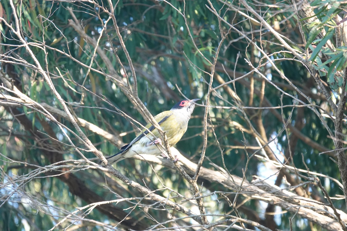 Australasian Figbird - ML643336221
