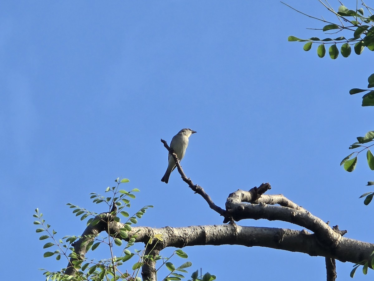 Yellow-throated Sparrow - ML643336230
