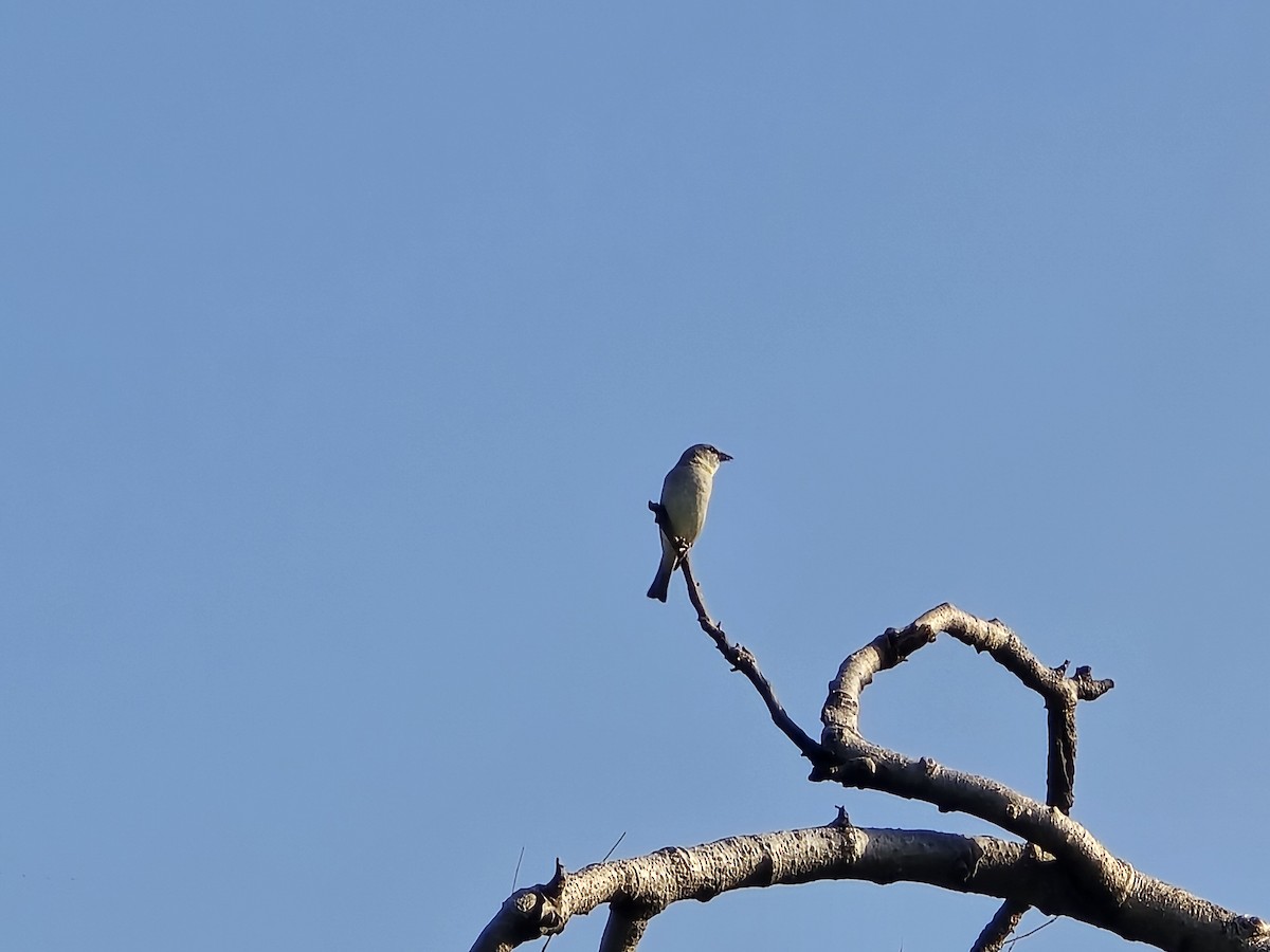 Yellow-throated Sparrow - ML643336231
