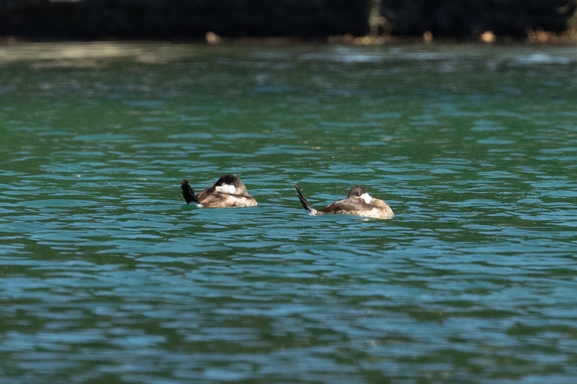 アカオタテガモ - ML643336232