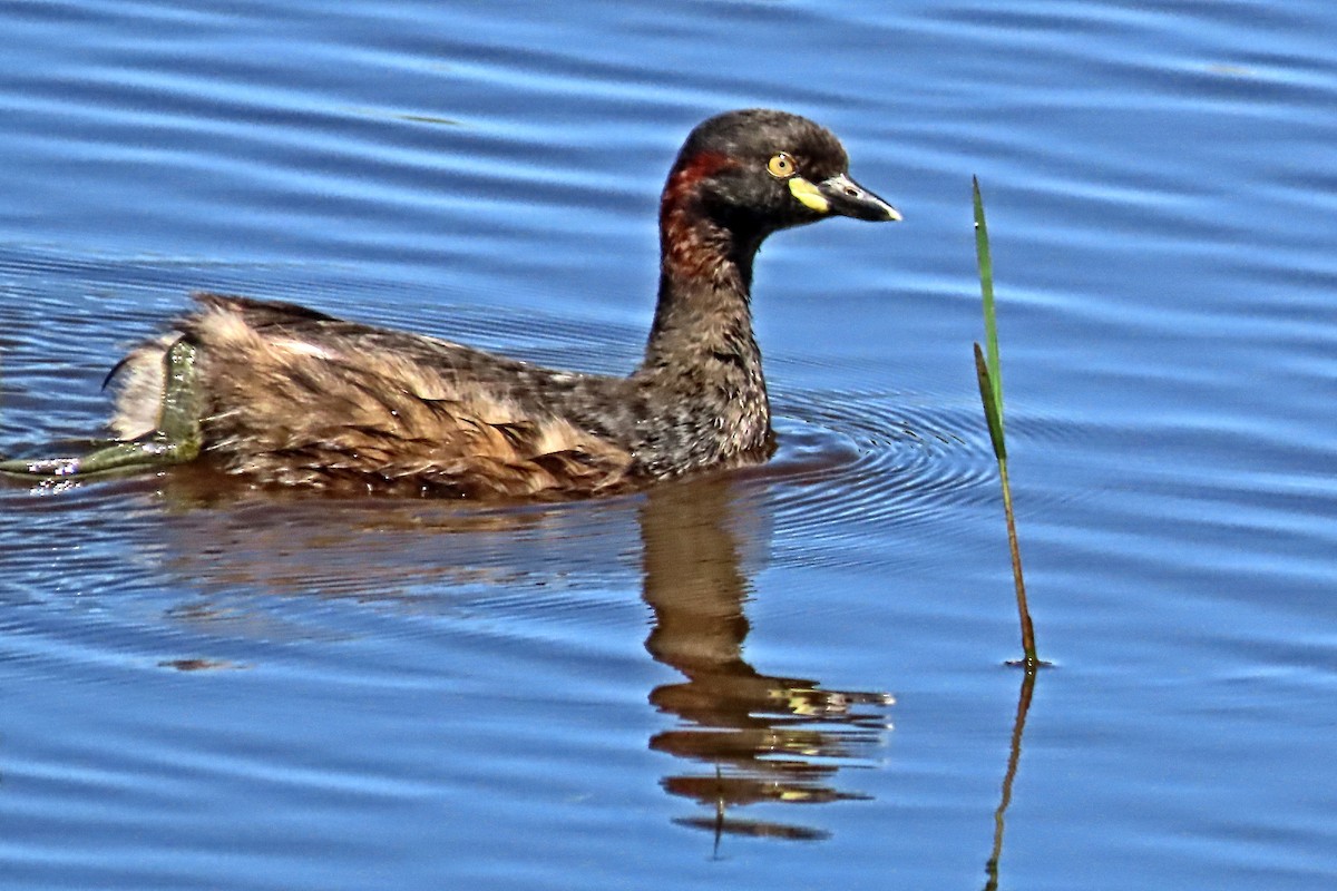 Australasian Grebe - ML643336233