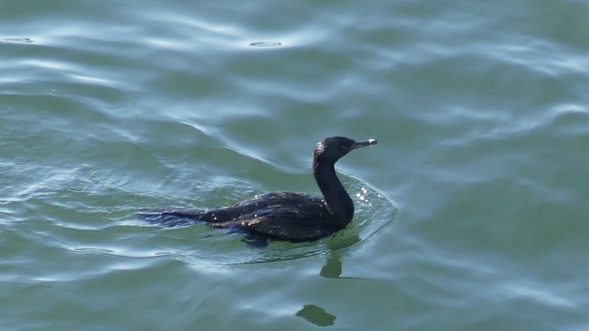 Pelagic Cormorant - ML643336237