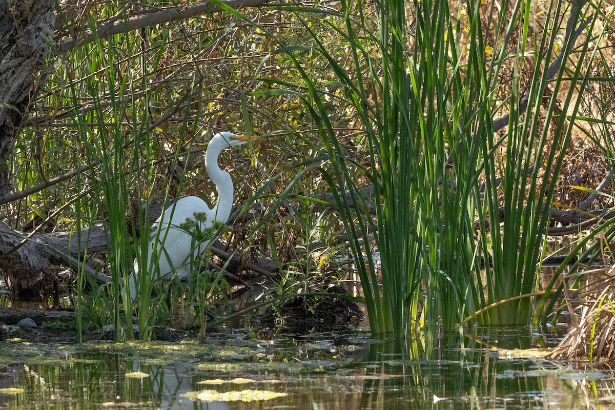 ダイサギ - ML643336240
