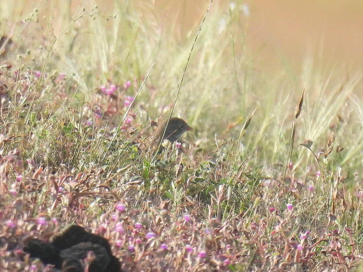 Gray-necked Bunting - ML643336259
