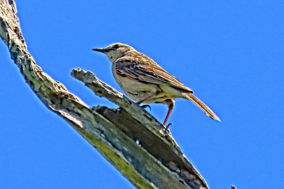 Rufous Songlark - ML643336260