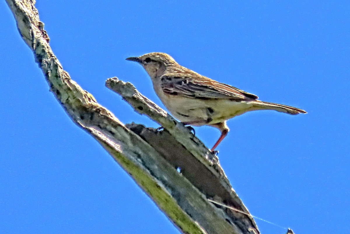 Rufous Songlark - ML643336261