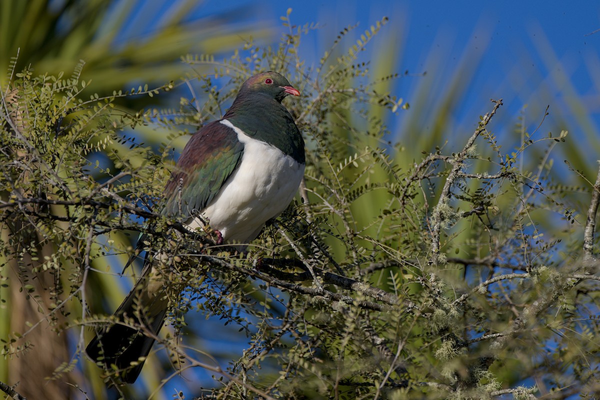 New Zealand Pigeon - ML643336263