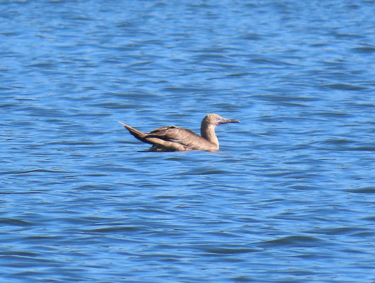 紅腳鰹鳥 - ML643336264