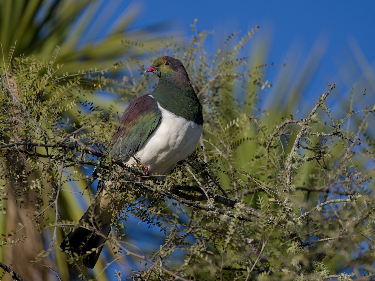 New Zealand Pigeon - ML643336266
