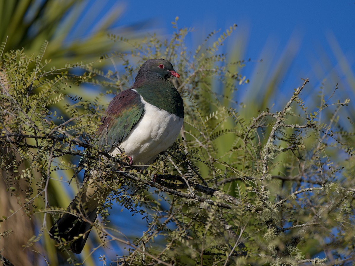 New Zealand Pigeon - ML643336273