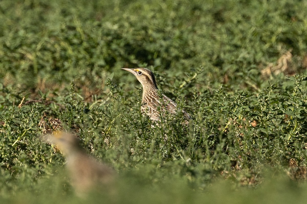 Western Meadowlark - ML643336274