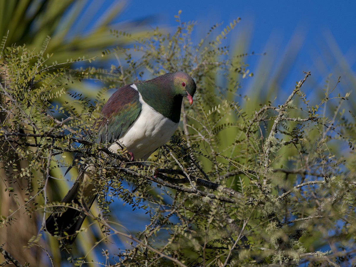 New Zealand Pigeon - ML643336276