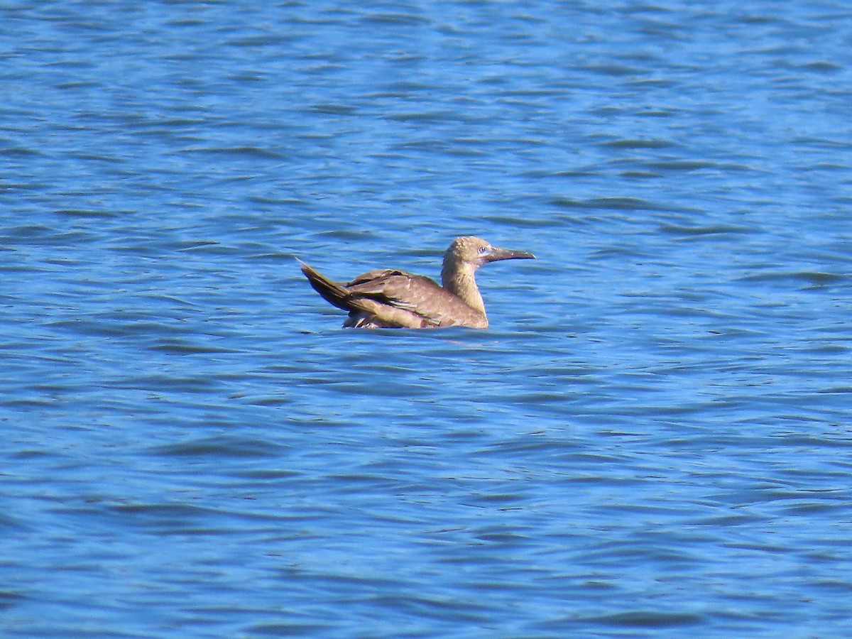 紅腳鰹鳥 - ML643336278