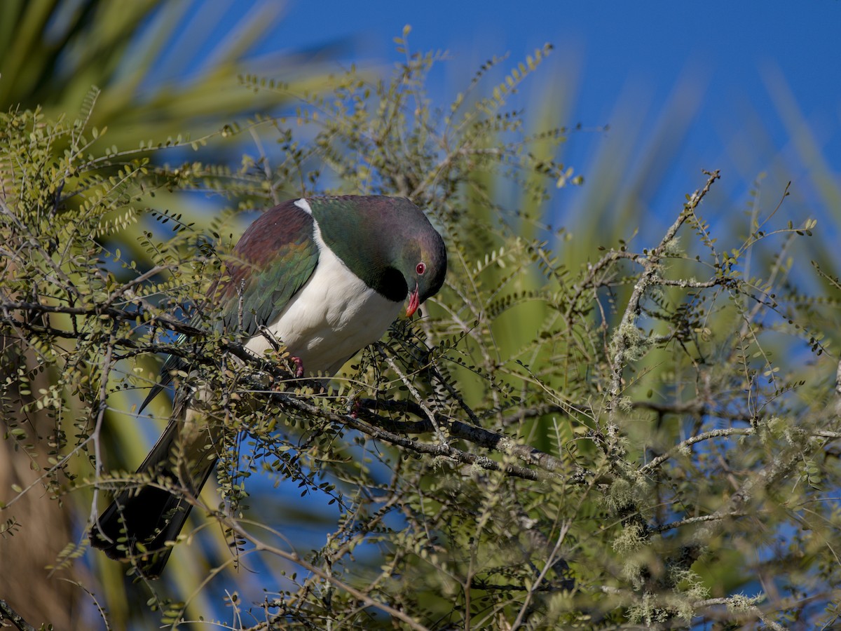 New Zealand Pigeon - ML643336282
