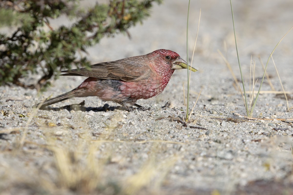 fjellrosenfink - ML643336284