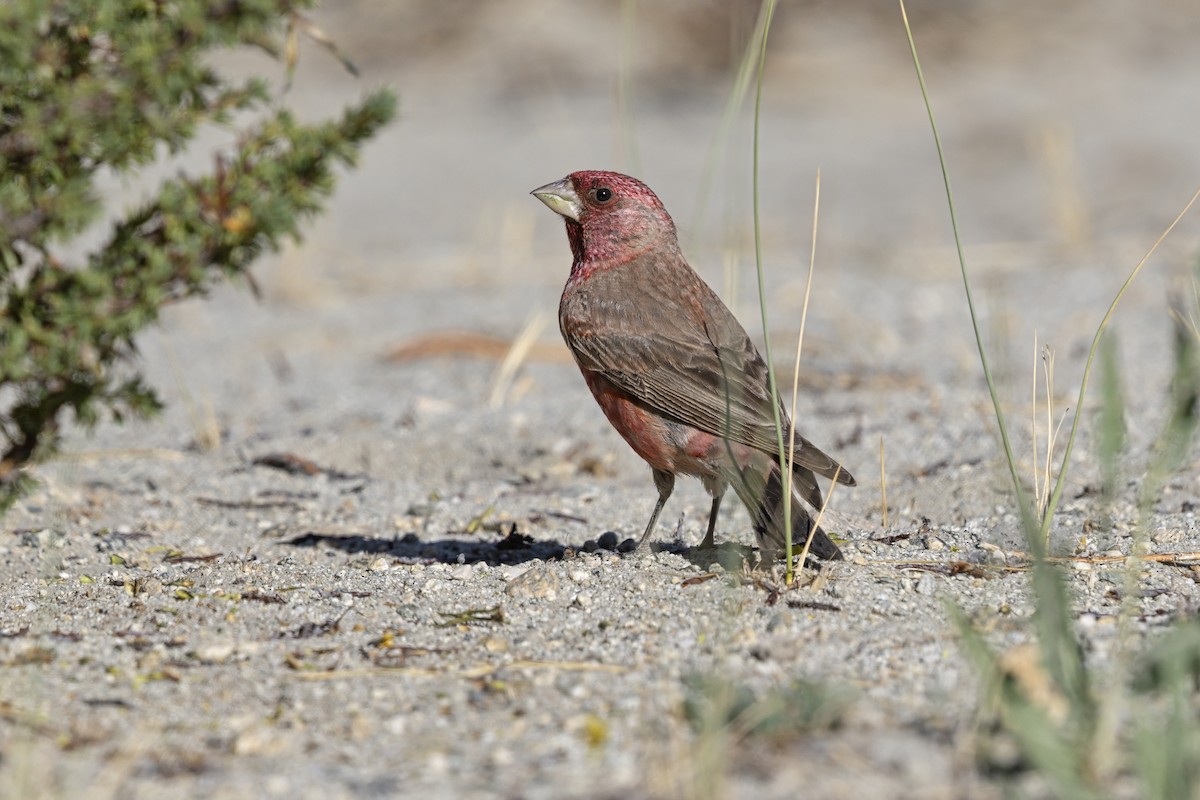 fjellrosenfink - ML643336285