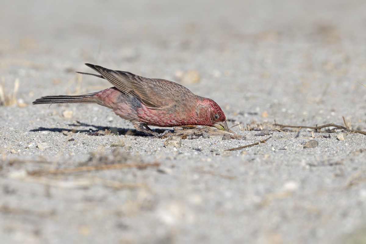 fjellrosenfink - ML643336286