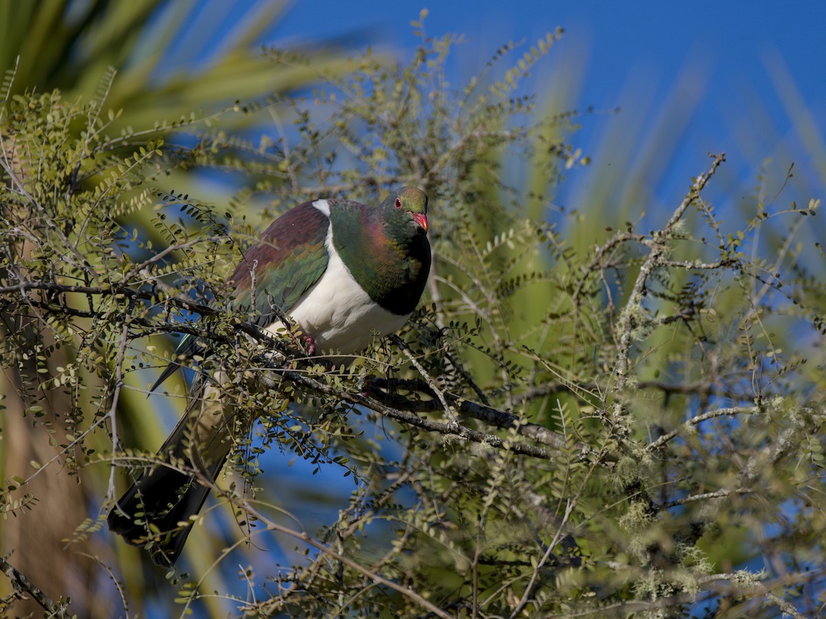 New Zealand Pigeon - ML643336290