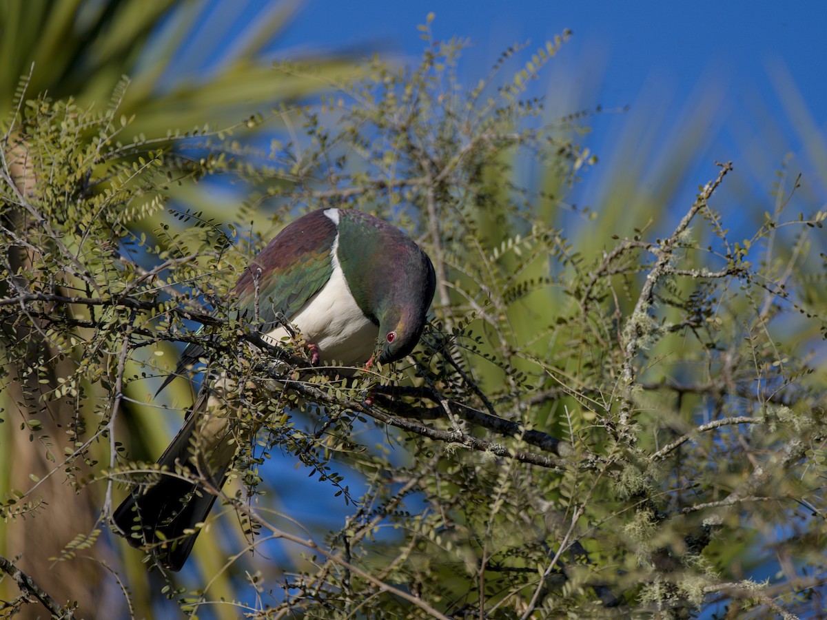 New Zealand Pigeon - ML643336294