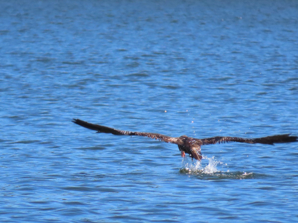 紅腳鰹鳥 - ML643336295