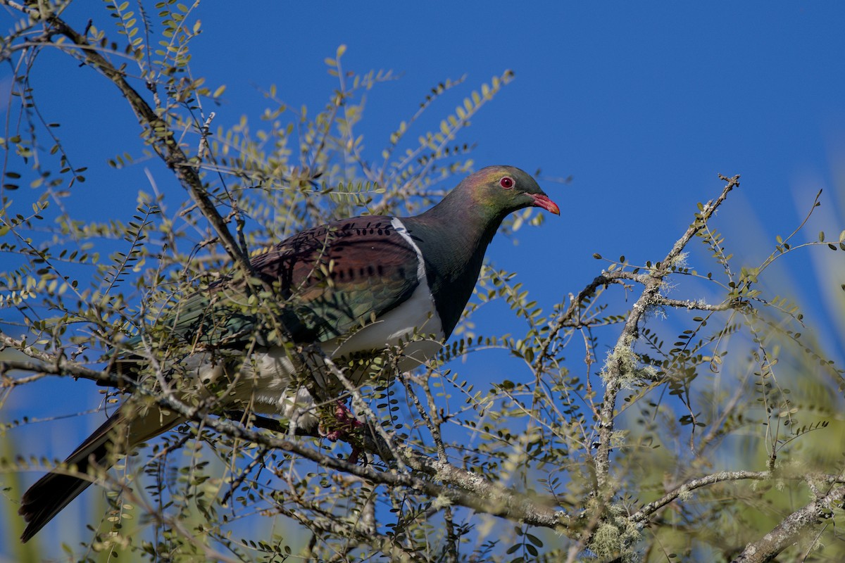 New Zealand Pigeon - ML643336296