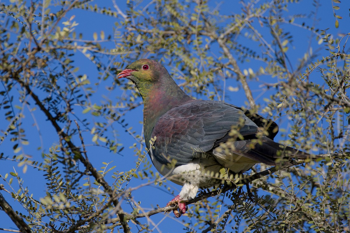 New Zealand Pigeon - ML643336301