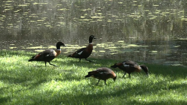 Australian Shelduck - ML643336302