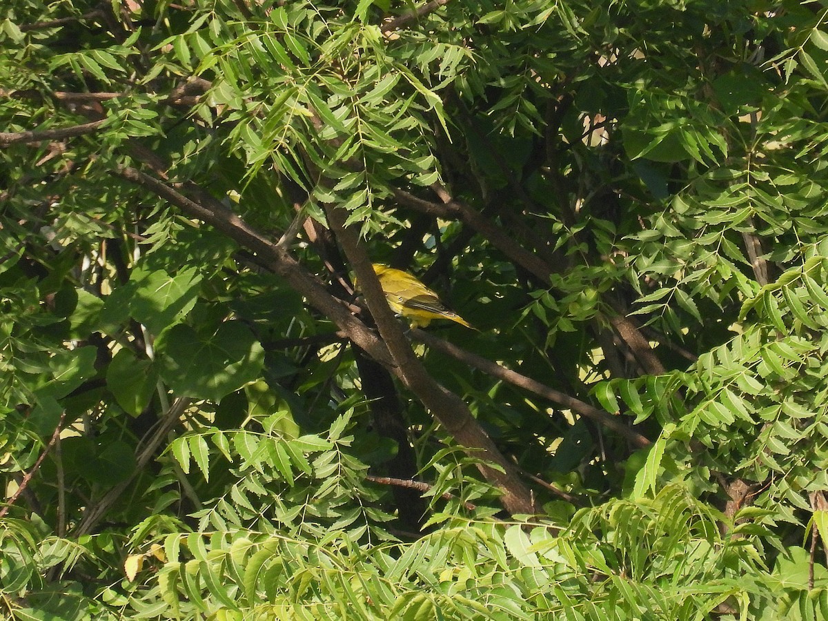 Вивільга індійська - ML643336310