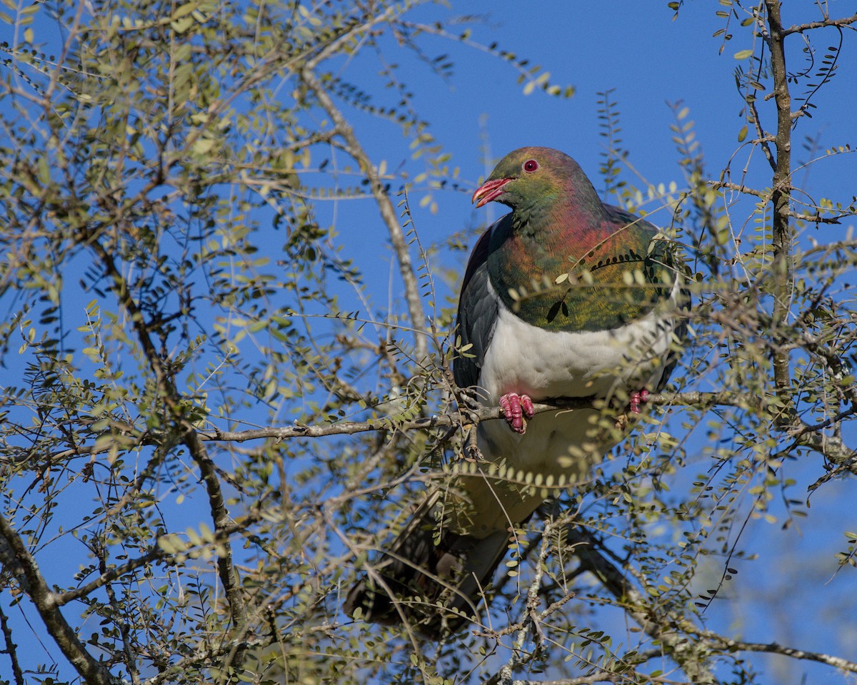 New Zealand Pigeon - ML643336311