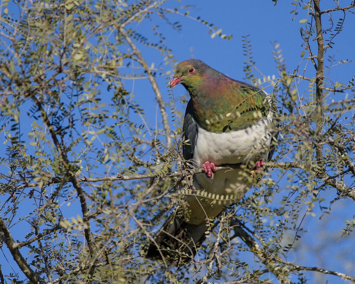 New Zealand Pigeon - ML643336315