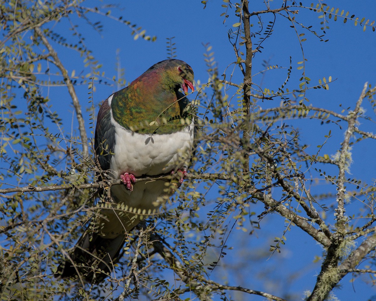 New Zealand Pigeon - ML643336324