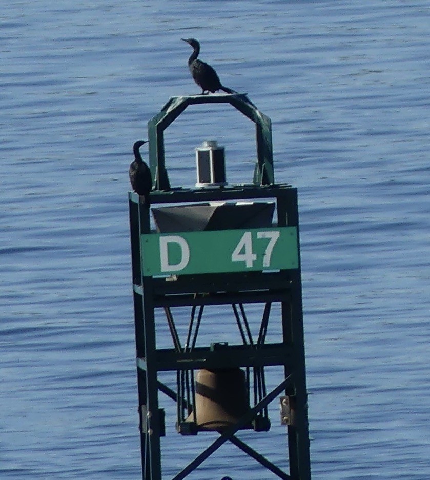 Pelagic Cormorant - ML643336325
