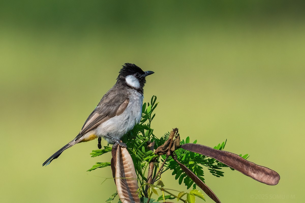 White-eared Bulbul - ML643336334