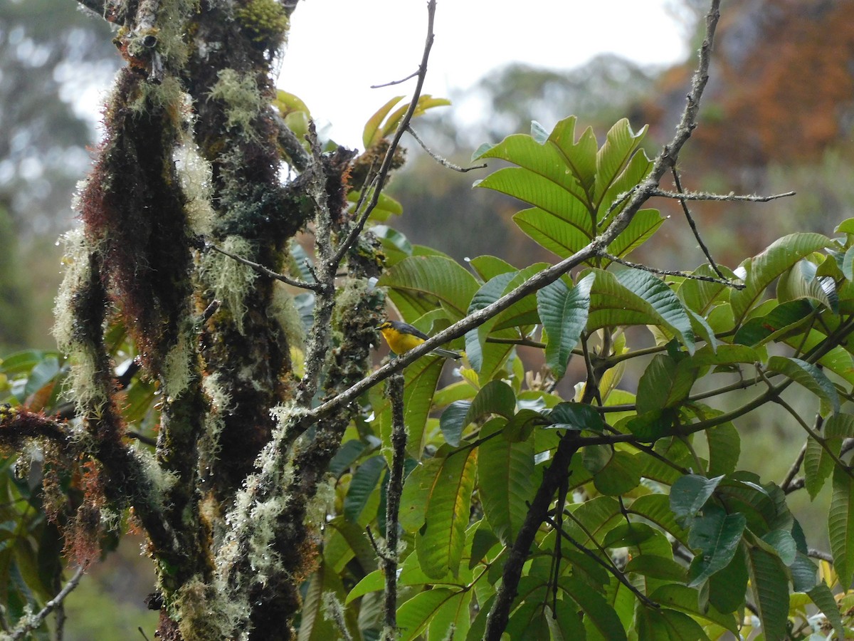 Spectacled Redstart - ML643336335