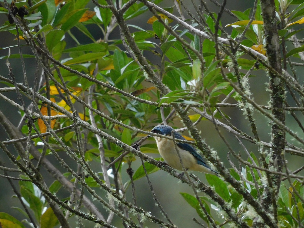 Fawn-breasted Tanager - ML643336373