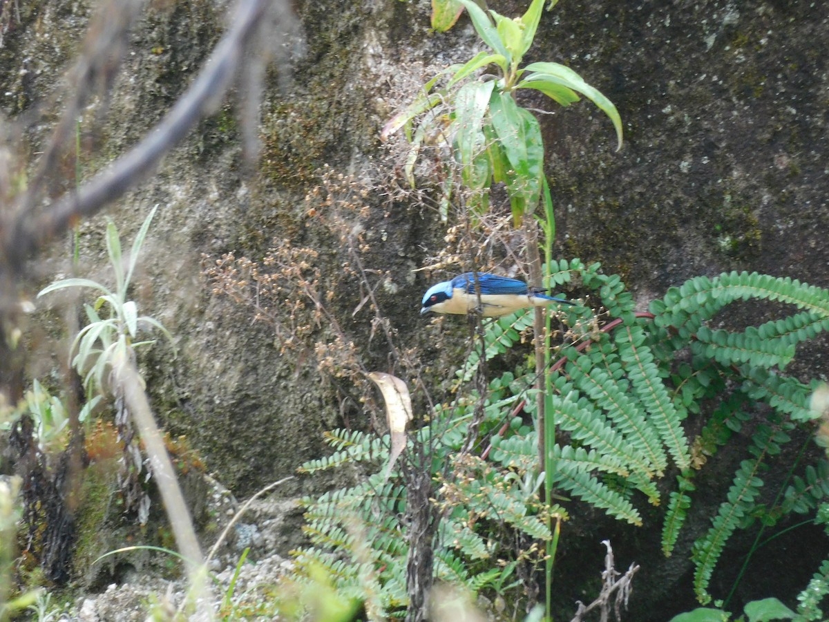 Fawn-breasted Tanager - ML643336374