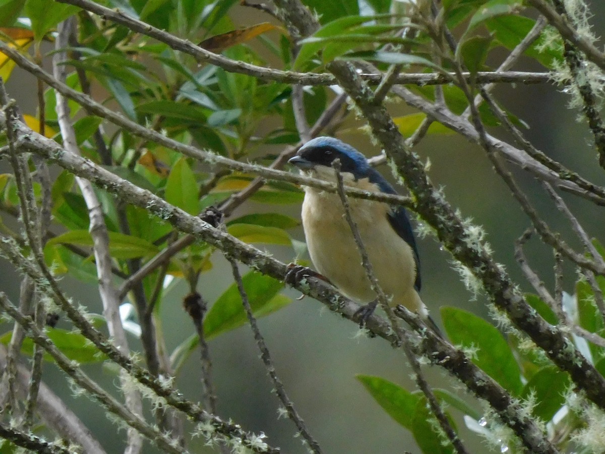 Fawn-breasted Tanager - ML643336375