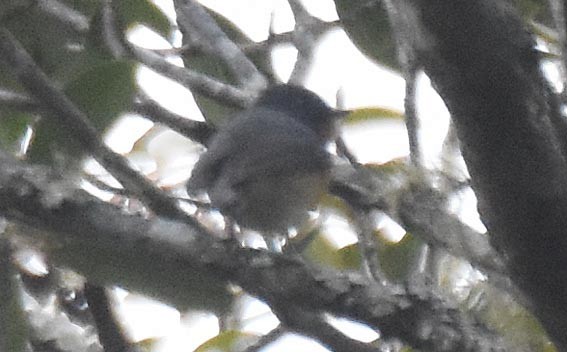 Sapphire Flycatcher - ML643336397