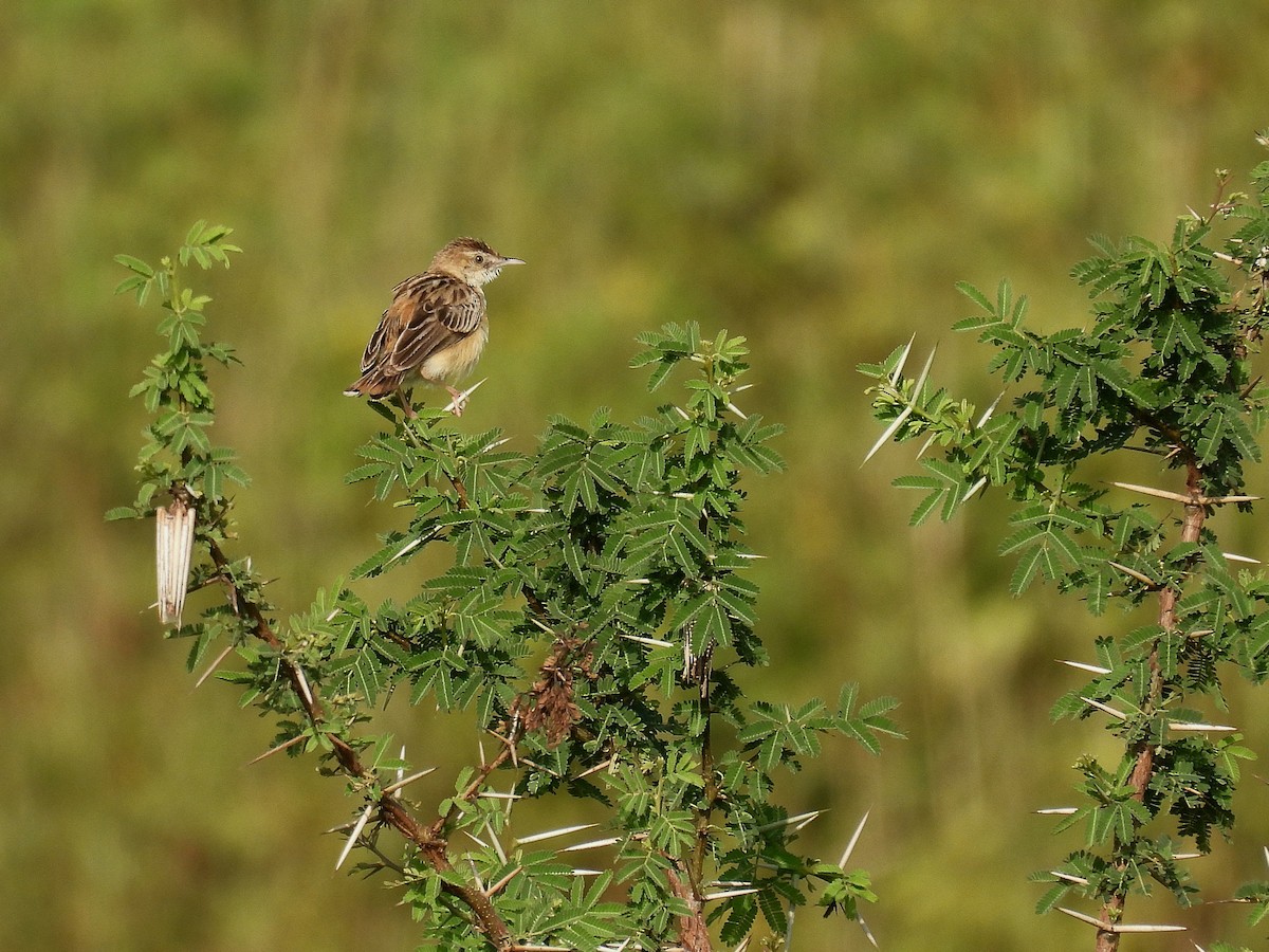Zitting Cisticola - ML643336398