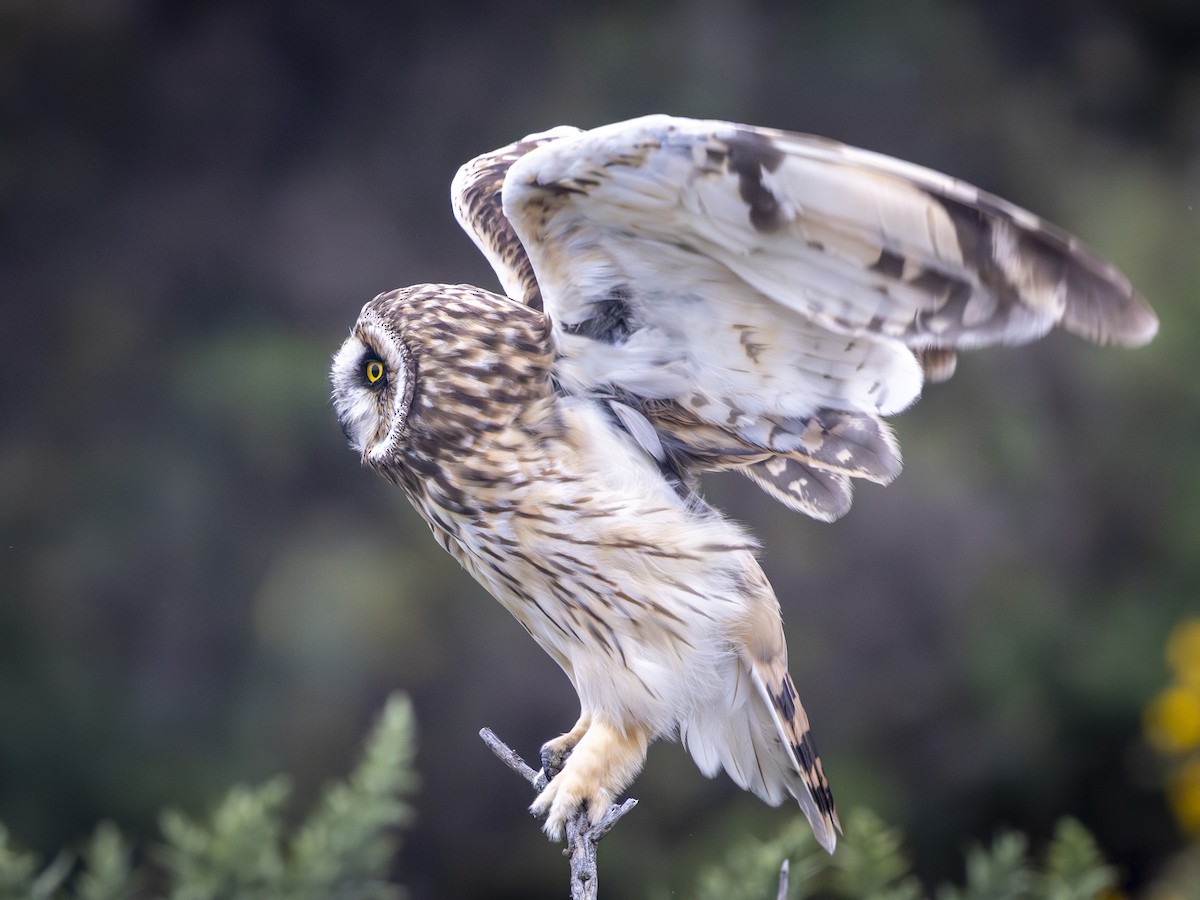 Short-eared Owl - ML643336413
