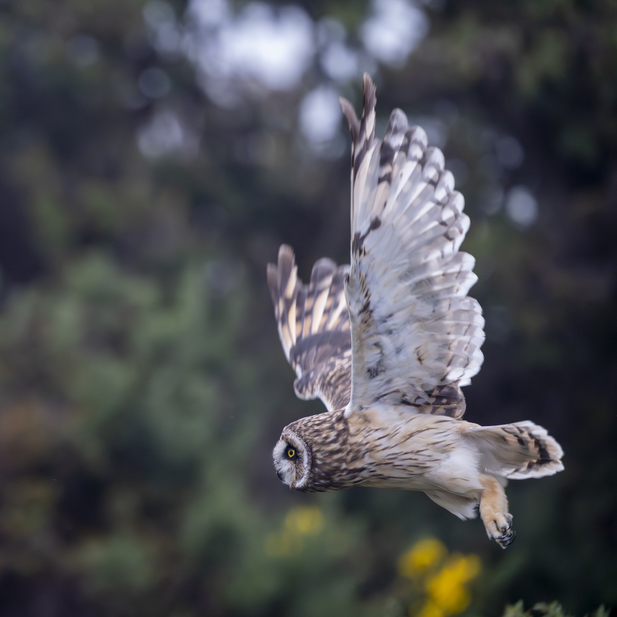 Short-eared Owl - ML643336415